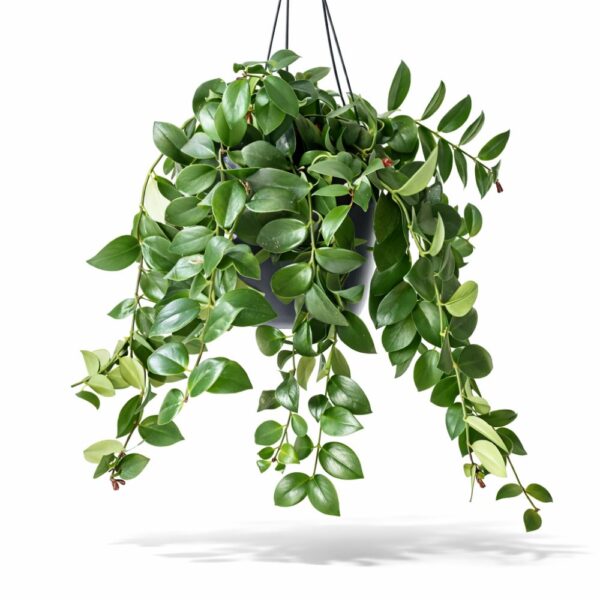 Aeschynanthus Mona Lisa