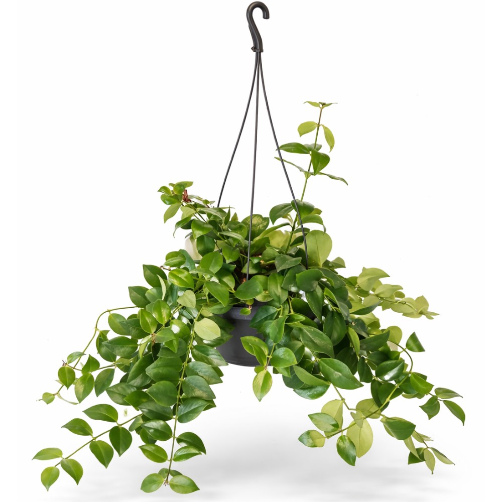 Aeschynanthus Mona Lisa