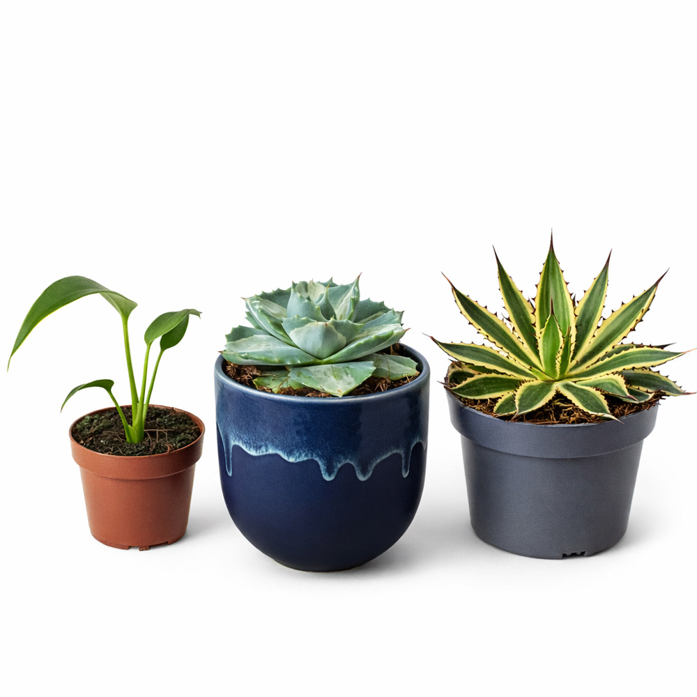 Zestaw kolekcjonerskich roślin: Agawa Ohi-Raijin, Quadricolor, Monstera