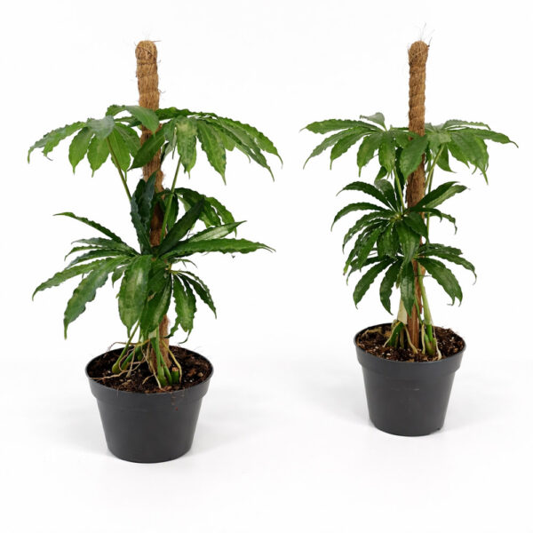 Anthurium Polyschistum