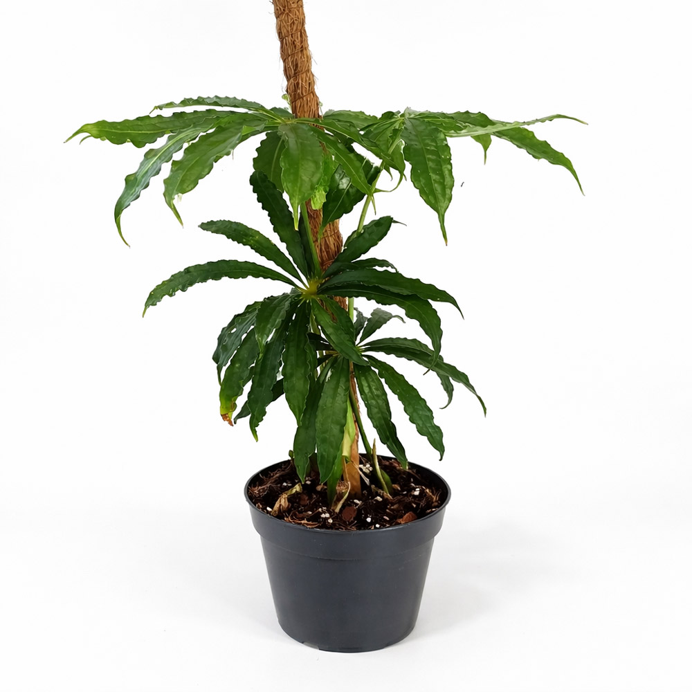 Anthurium-Polyschistum12