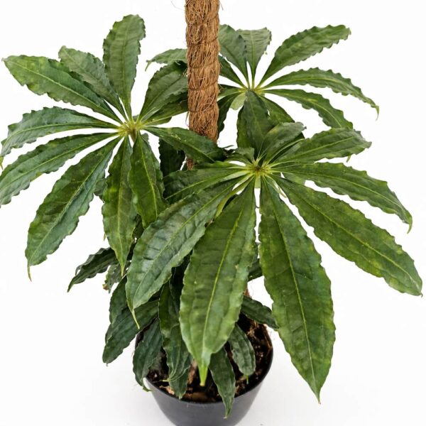 Anthurium Polyschistum