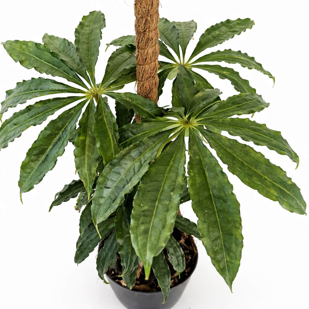 Anthurium-Polyschistum2