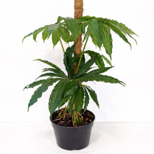 Anthurium Polyschistum