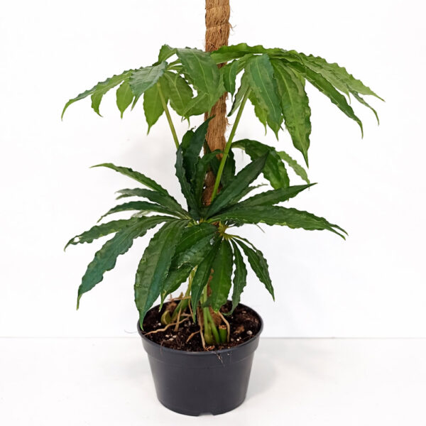 Anthurium Polyschistum