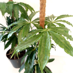 Anthurium Polyschistum