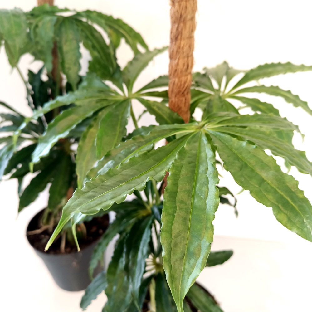 Anthurium-Polyshistum