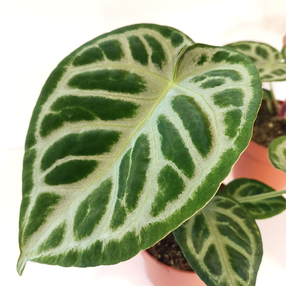 Anthurium Super Silver Blush