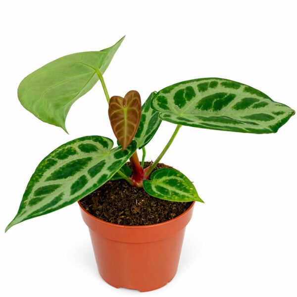 Anthurium Super Silver Blush