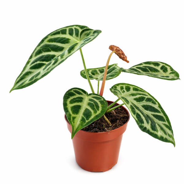 Anthurium Super Silver Blush