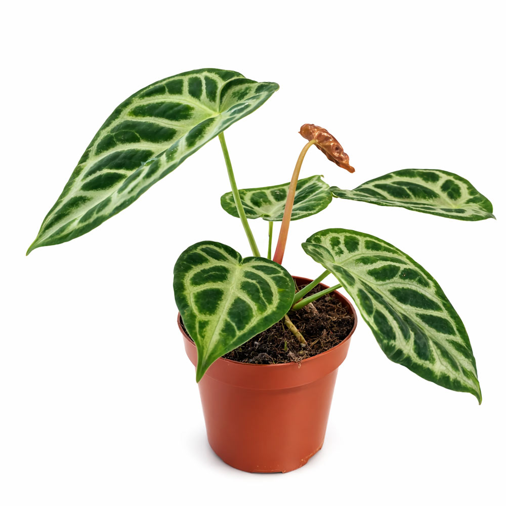 Anthurium-Super-Silver-Blush2