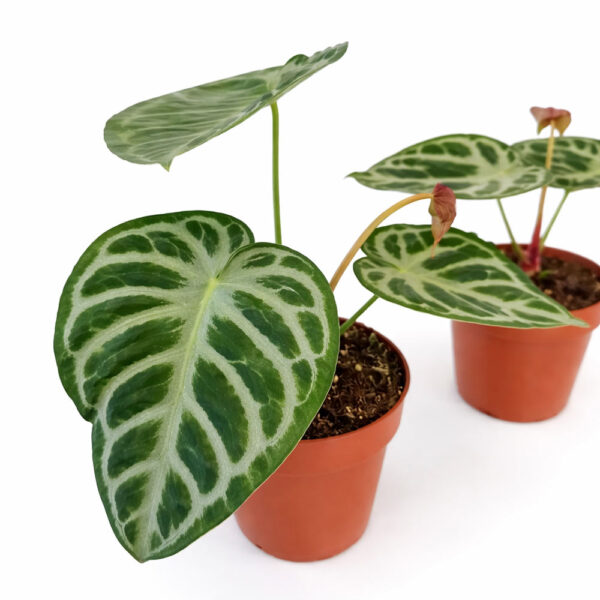 Anthurium Super Silver Blush