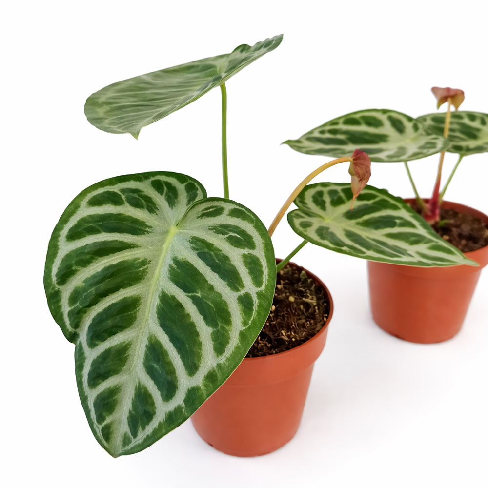 Anthurium-Super-Silver-Blush3
