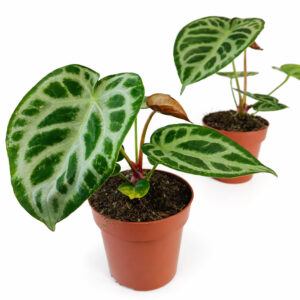 Anthurium Super Silver Blush