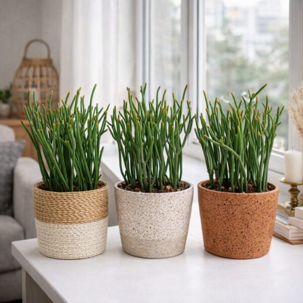 Crassula Harmony in Green