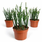 Crassula-Harmony-in-Green