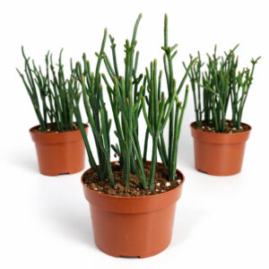 Crassula-Harmony-in-Green