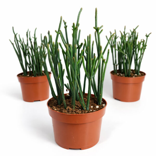 Crassula-Harmony-in-Green