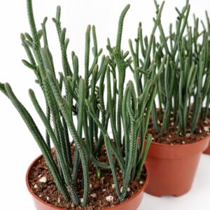 Crassula-Harmony-in-Green