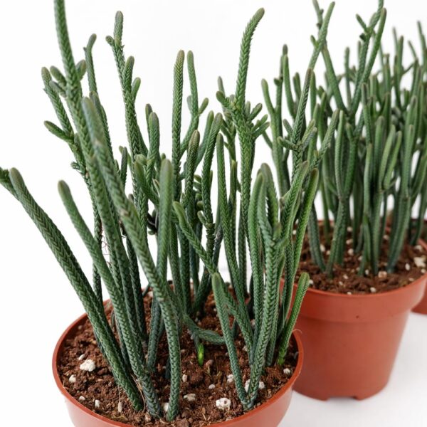 Crassula-Harmony-in-Green