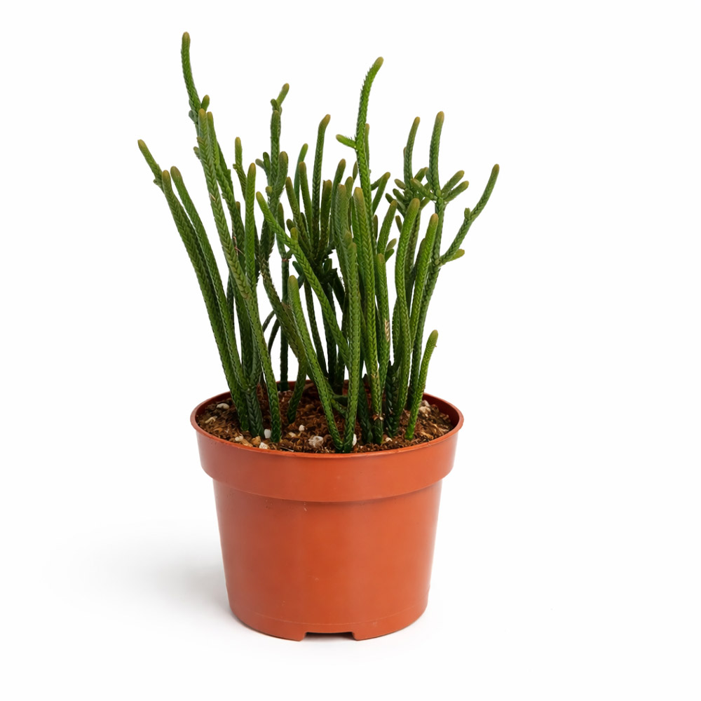 Crassula-Harmony-in-Green