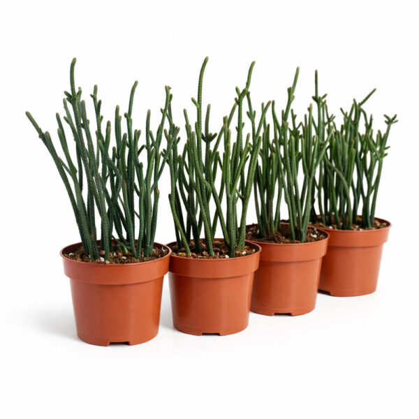 Crassula-Harmony-in-Green