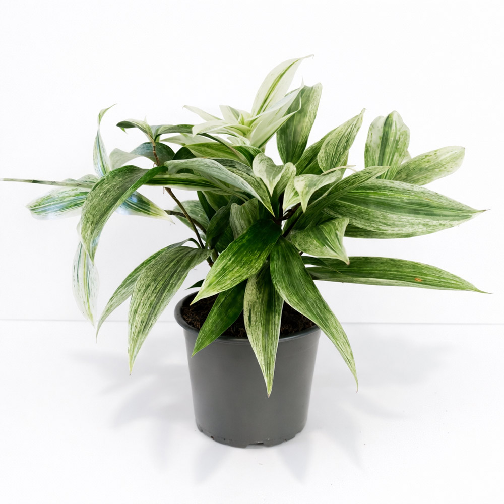 Dracaena-Godseffiana-Silver
