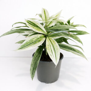 Dracaena-Godseffiana-Silver