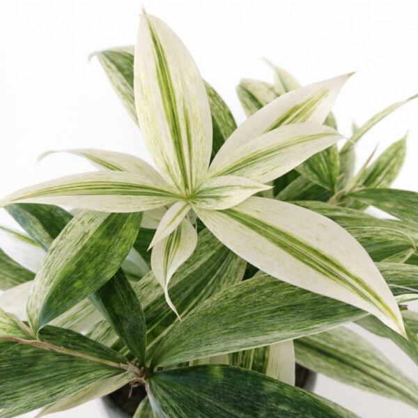Dracaena-Godseffiana-Silver