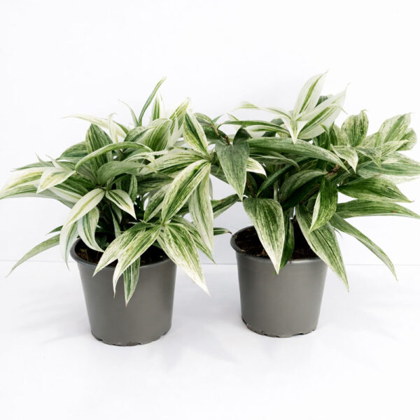 Dracaena-Godseffiana-Silver