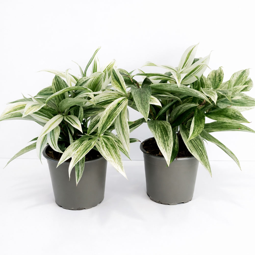 Dracaena-Godseffiana-Silver
