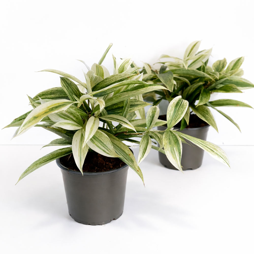 Dracaena-Godseffiana-Silver