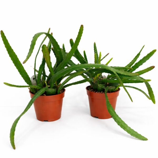 Epiphyllum ackermanii Red Tip