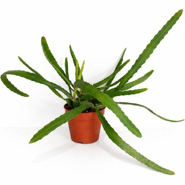 Epiphyllum ackermanii Red Tip