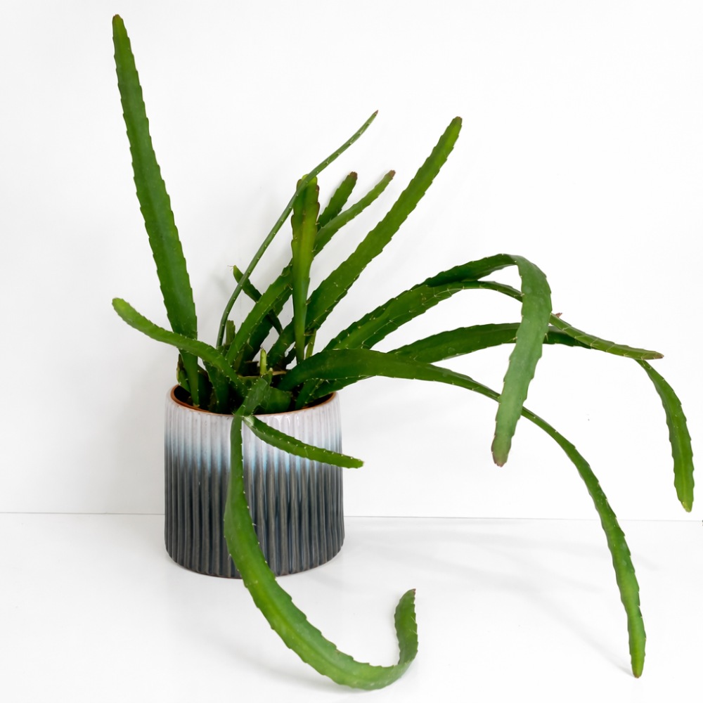 Epiphyllum ackermanii Red Tip