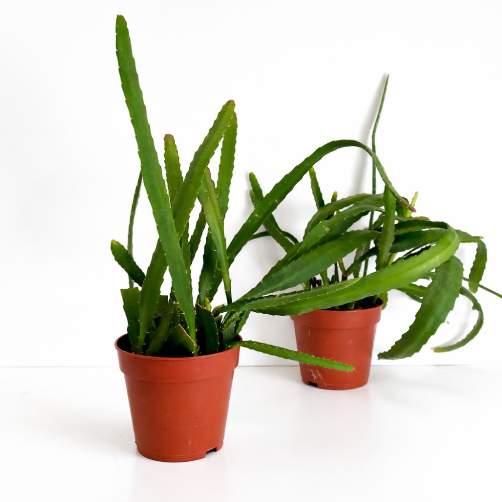 Epiphyllum ackermanii Red Tip