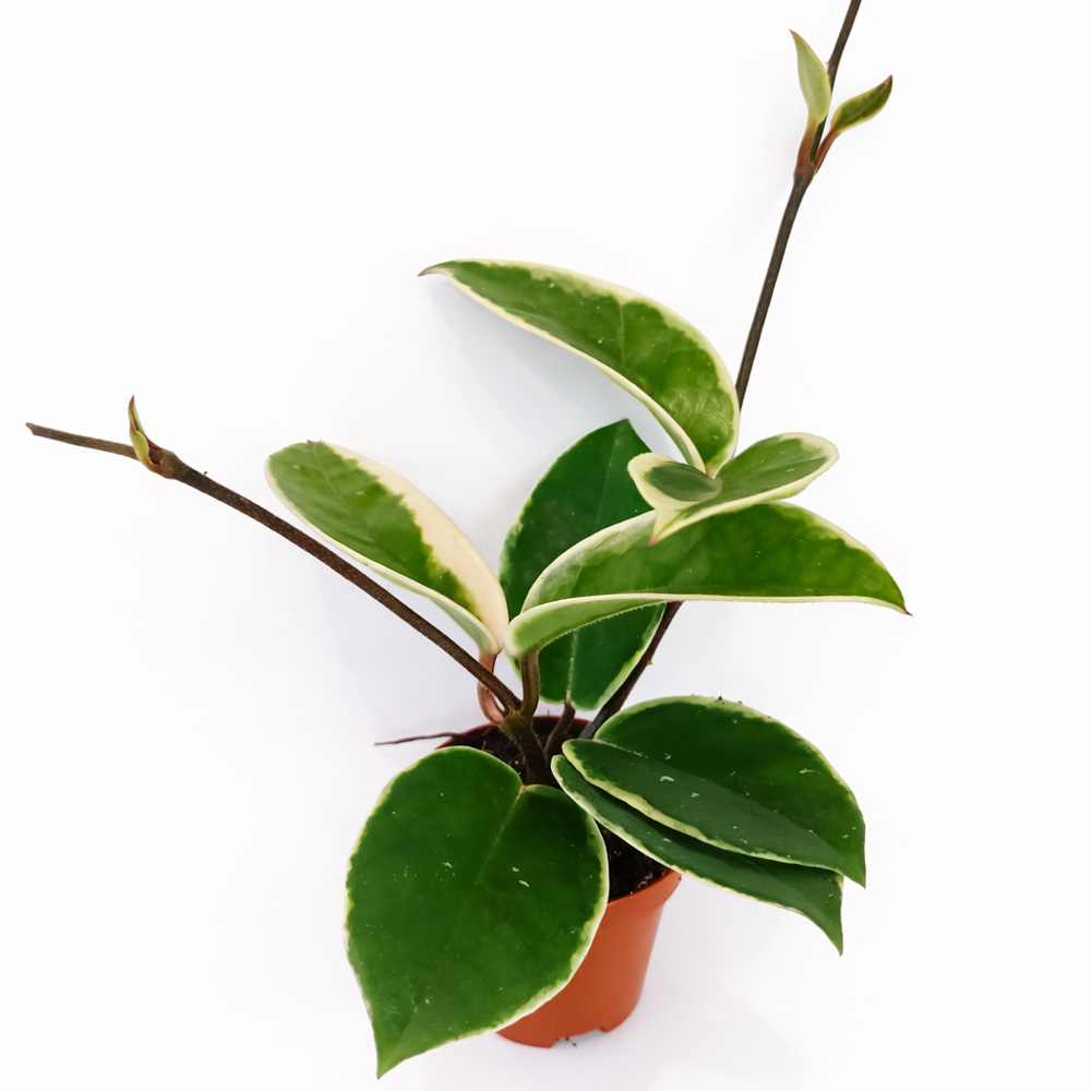 Hoya-Krimson-Queen-Splash