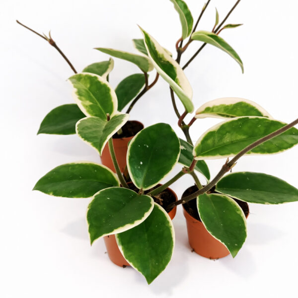 Hoya Krimson Queen Splash