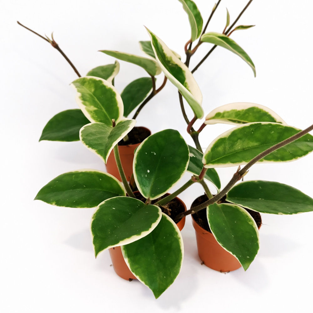 Hoya-Krimson-Queen-Splash1