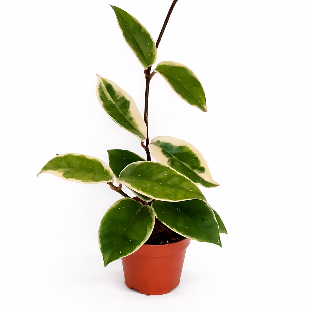 Hoya-Krimson-Queen-Splash2