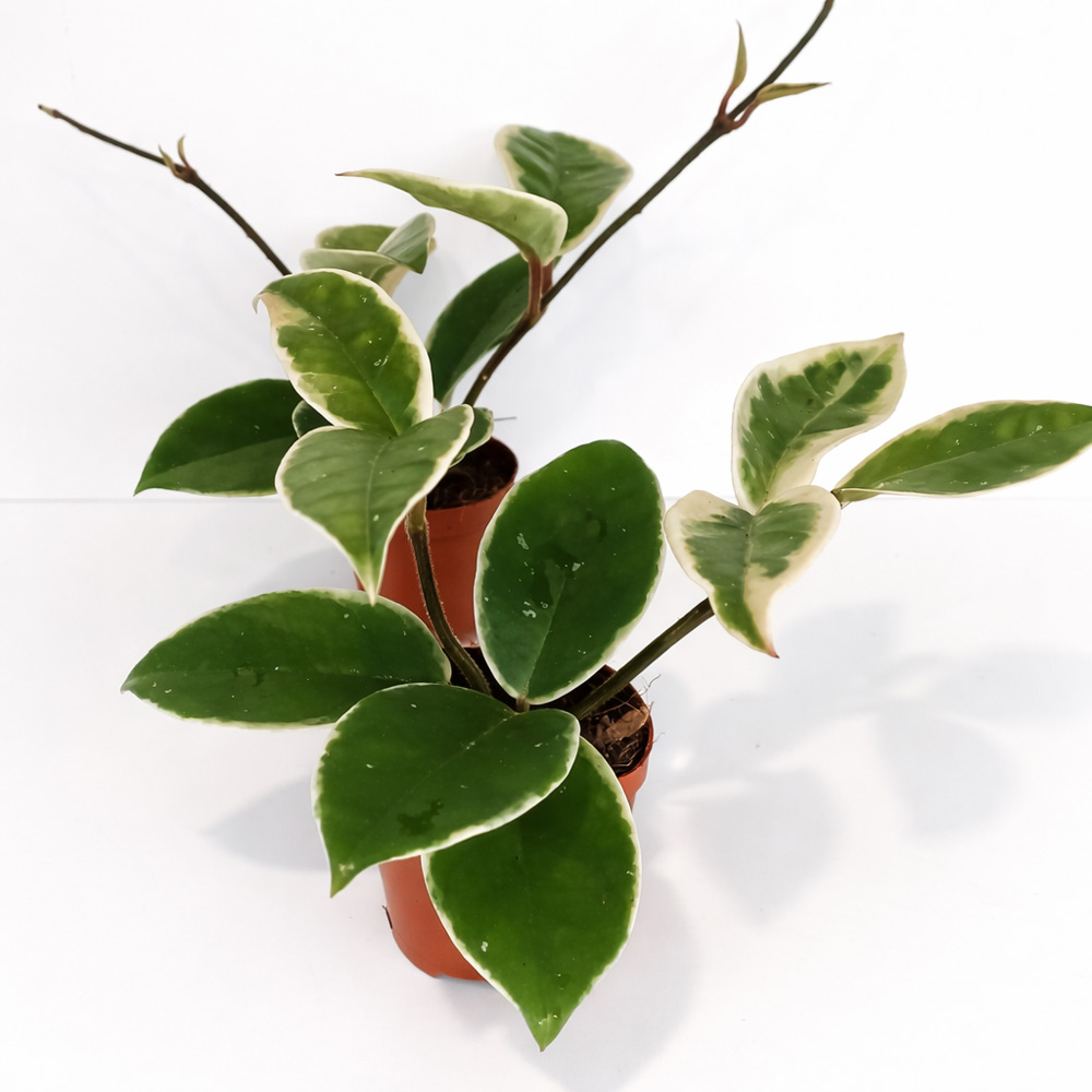 Hoya-Krimson-Queen-Splash3