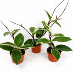 Hoya Krimson Queen Splash