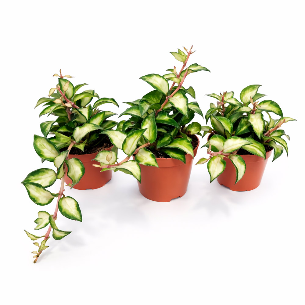 Hoya lacunosa sp. Bruno