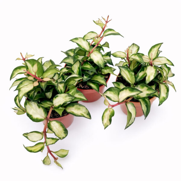 Hoya lacunosa sp. Bruno