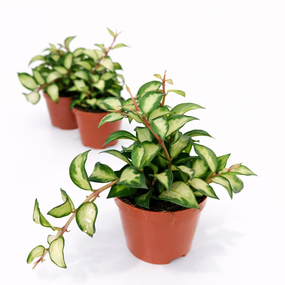 Hoya lacunosa sp. Bruno