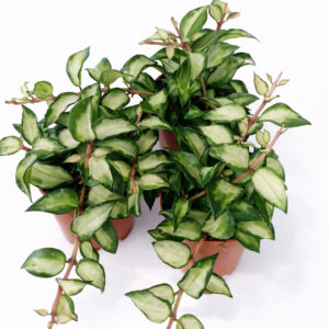 Hoya lacunosa sp. Bruno