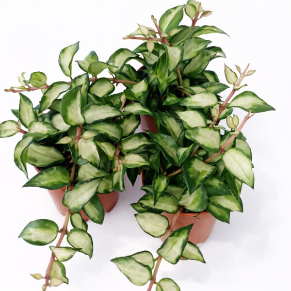 Hoya lacunosa sp. Bruno