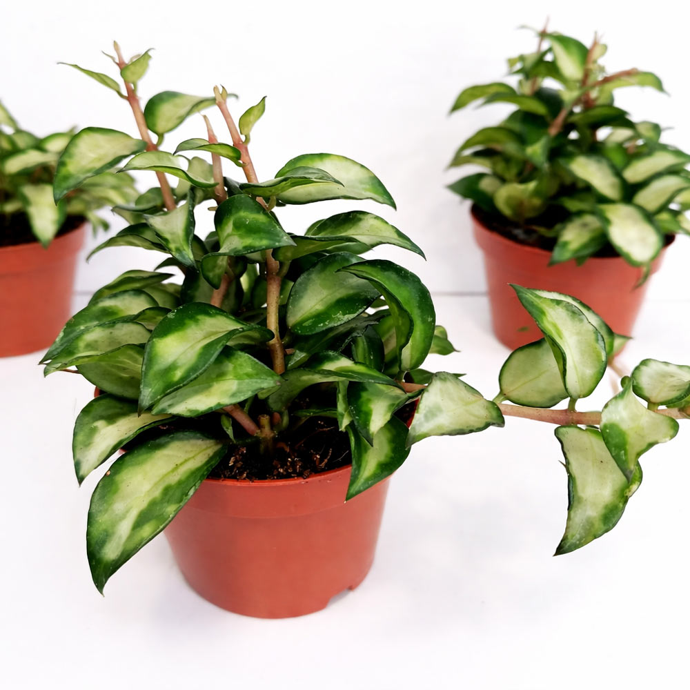 Hoya lacunosa sp. Bruno