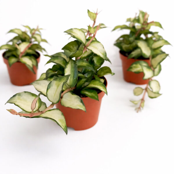 Hoya lacunosa sp. Bruno