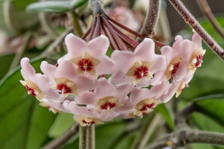 Hoya carnosa